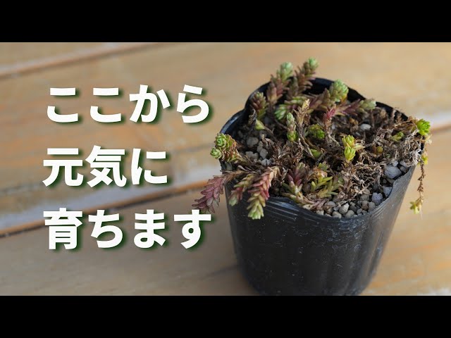 577 [Just water is fine] Try it before you say goodbye. It's back