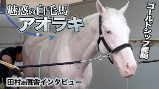 ありがとう】みんなから愛された白毛のアイドルホース《アオラキ