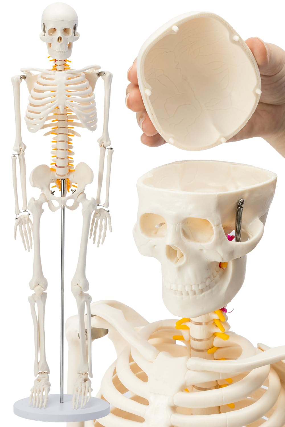 Amazon.co.jp: 【国際規格認証品】ミニ 人体模型 85cm 神経根有り 全身