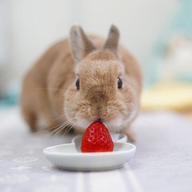 いちごが大人の味ってどういうこと!?」うさぎもいちごを食べる？うさぎ