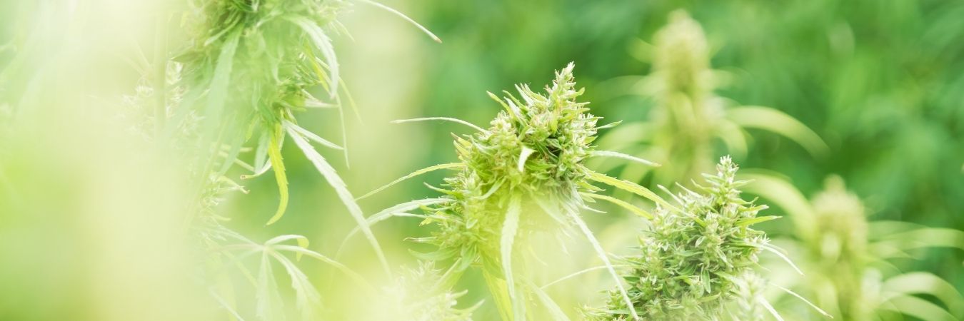 ヘンプの抱っこ紐、スリング、ベビーラップ一覧｜抱っこ紐、おんぶ紐